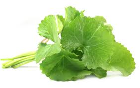 Chiết xuất rau má / Centella Asiatica Extract